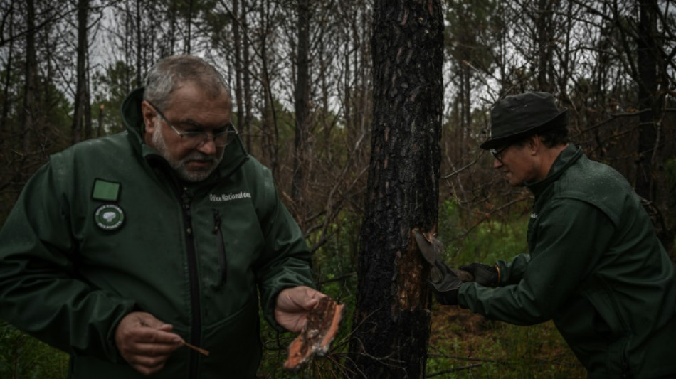 Gironde: après les incendies monstres, la forêt face aux insectes ravageurs