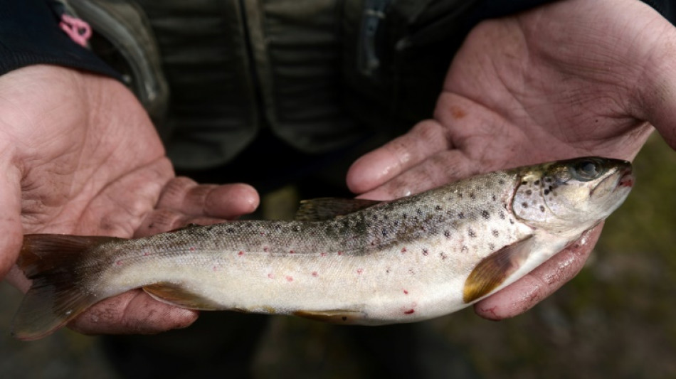 Manger un poisson aux Etats-Unis revient à boire de l'eau contaminée pendant un mois