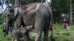 Critically endangered Sumatran elephant calf born in Indonesia