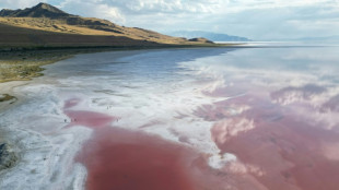 Piden no sumergir los pavos en lago salado de EEUU para Acción de Gracias