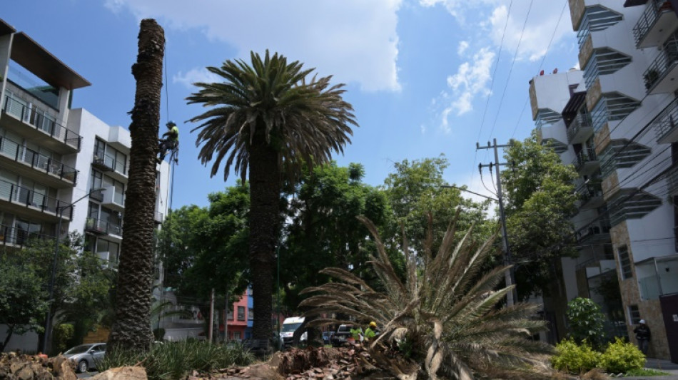 Ciudad de México pierde las palmeras que la adornan debido al temible "picudo rojo"