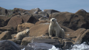 Une étude quantifie le lien entre émissions de CO2 et déclin des ours polaires