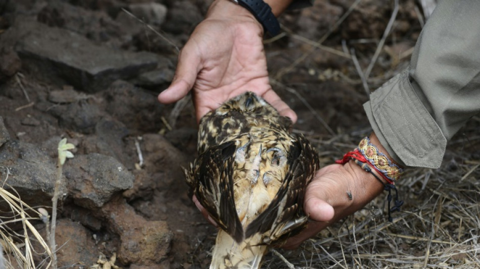 Equador introduzirá espécies desaparecidas em uma ilha de Galápagos