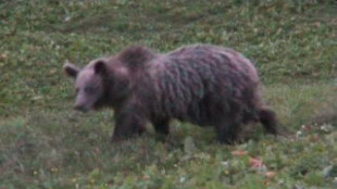 Uomo aggredito da orso in Trentino, è in ospedale