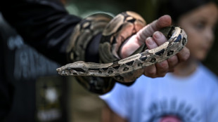 Mordeduras de serpiente en Venezuela, entre la ignorancia y la escasez de antídotos