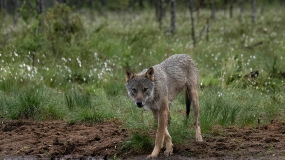 Loup: les ONG plaident pour maintenir le statut de protection dans l'UE