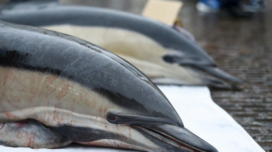 French court orders fishing bans to protect dolphins