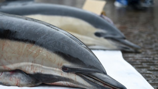 French court orders fishing bans to protect dolphins