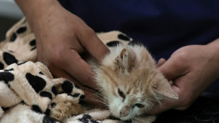 Chypre: sur "l'île aux chats", une maladie décime la population féline