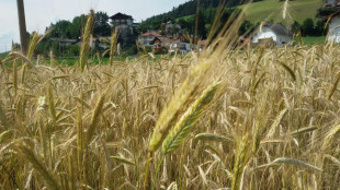 Lollobrigida, dal 2 ottobre servizio civile in agricoltura