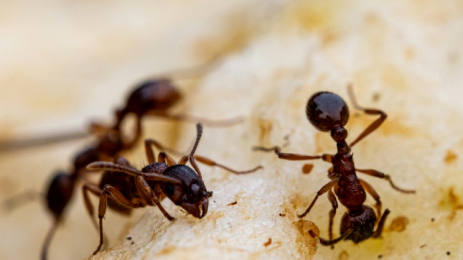 La coopération entre fourmis rouges, remède au péril sanitaire