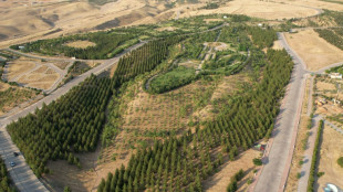 En Irak, sauver les forêts de l'emblématique montagne kurde