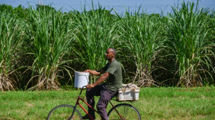 Fuel shortages a bitter pill for Cuba's sugar cane producers