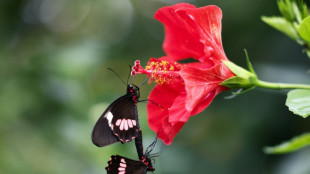 El Reino Unido invita a los amantes de la naturaleza a un censo de mariposas