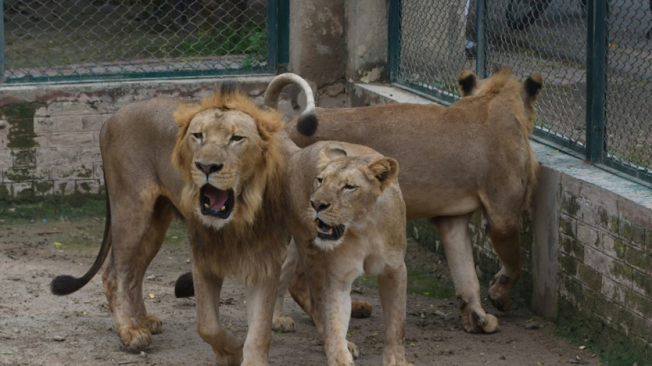 Zoológico de Pakistán cancela subasta de leones y planea expansión