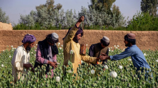 Taliban chief orders ban on poppy cultivation in Afghanistan