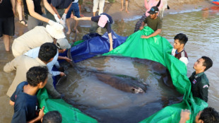 Größter Süßwasserfisch der Welt in Kambodscha gefangen