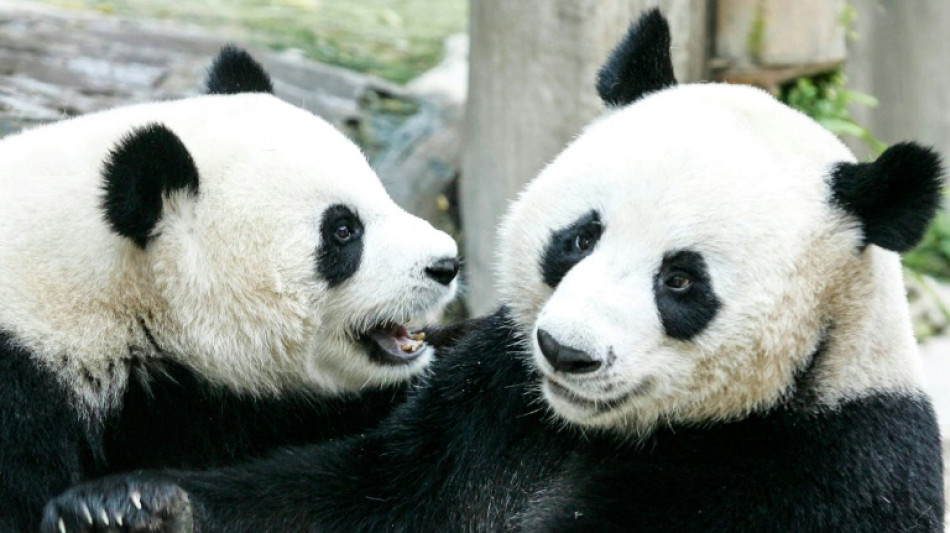 Panda on loan from China dies in Thailand aged 21