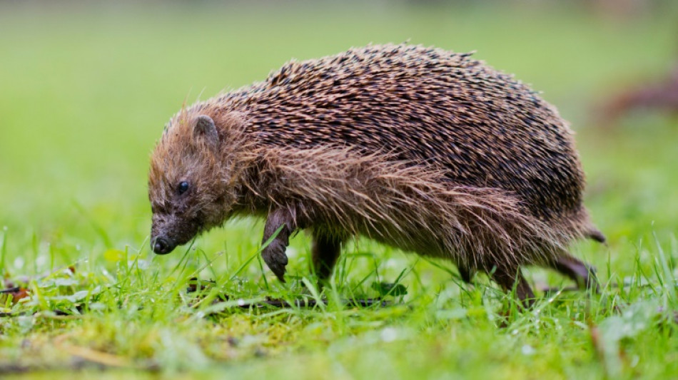 Le hérisson désormais "quasi-menacé" d'extinction