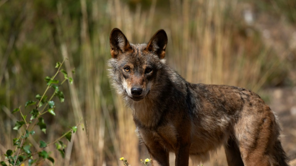 La Unión Europea aprueba un plan para reducir el estatus de protección del lobo