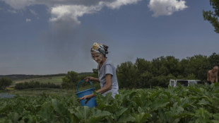 Farming under fire on the frontlines in eastern Ukraine