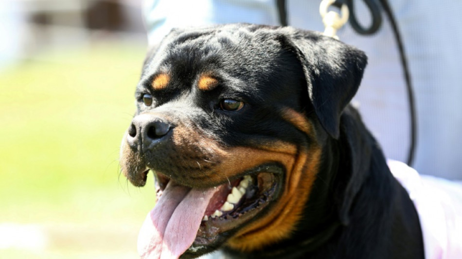 Urteil: Halter von durch Rottweiler verletztem Hund steht Schadenersatz zu