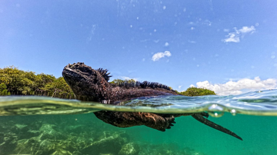 Les Galapagos, un modèle à suivre pour protéger les océans