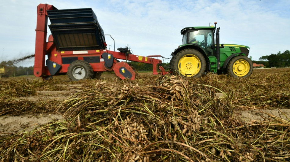 Climat: cacahuète, gingembre... Ces cultures qui s'invitent dans les Landes