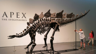 Vendido por US$ 44,6 milhões em Nova York, fóssil de estegossauro bate recorde