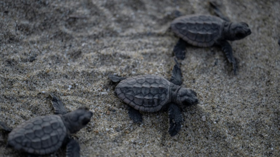 Niños y ambientalistas liberan crías de tortuga en Venezuela, una lucha para crear conciencia