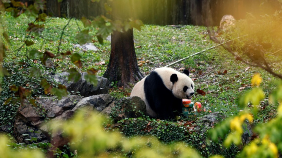 Not so black and white? Panda fibs fuel anti-US vibe in China