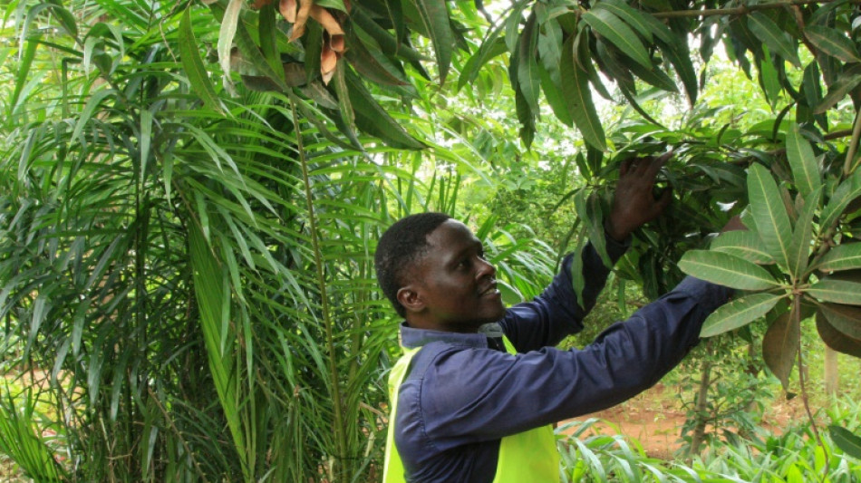 Limiter la coupe et replanter: le défi du Togo où pauvreté rime avec déforestation