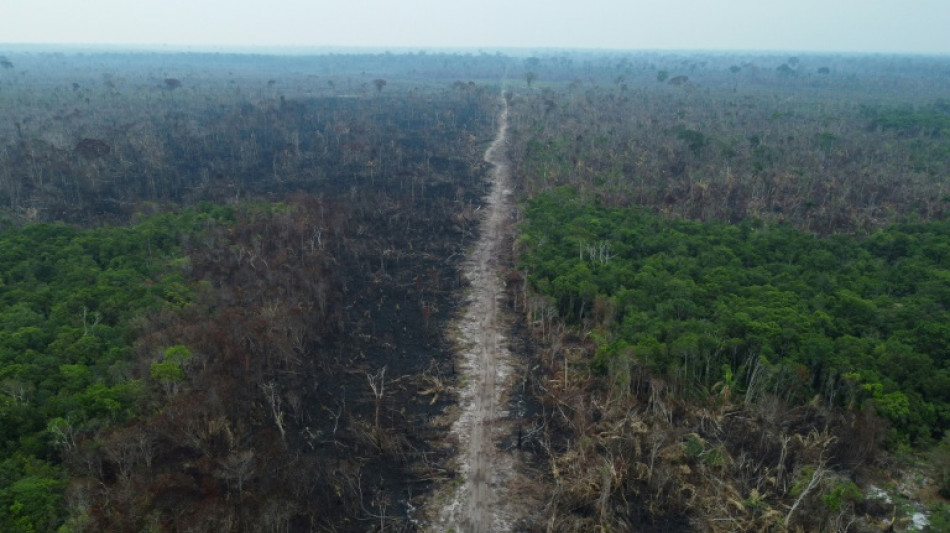 L'UE vote la fin des importations de produits issus de la déforestation