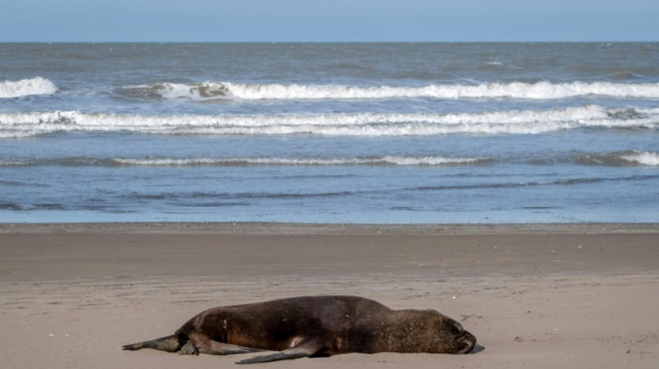 Bird flu kills scores of sea lions in Argentina