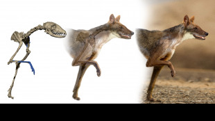 L'antenato dei lupi, trovato un fossile di 5,5 milioni di anni