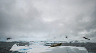 Deshielo récord de banquisa antártica impulsó tormentas australes, según estudio