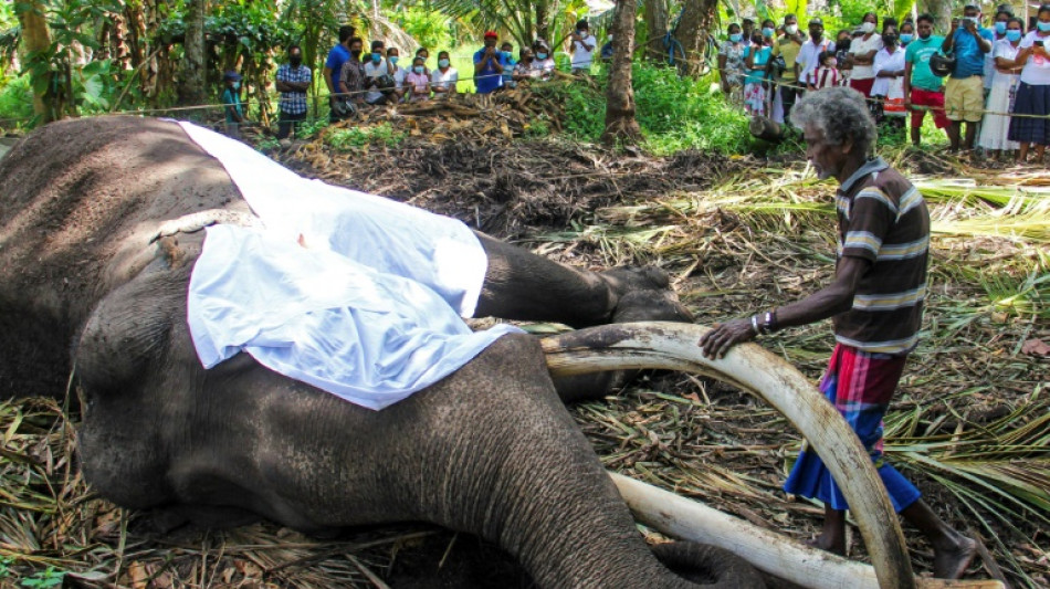 Sri Lanka's most sacred elephant dies aged 68