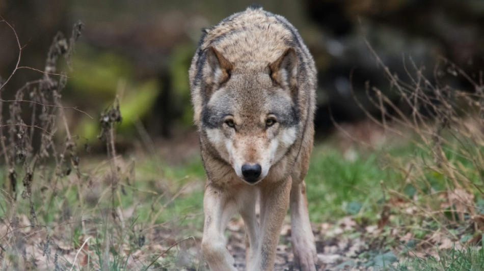 Auto überfährt Wolf in Brandenburg 