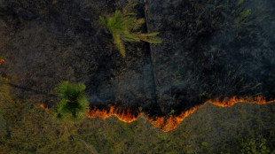 Incendies au Brésil: l'Amazonie a connu son pire premier semestre en 20 ans