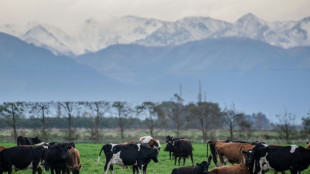 New Zealand outlines plans to tax livestock burps, farts