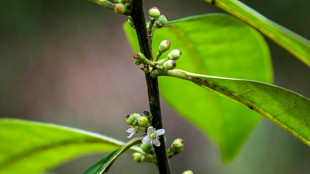 Brésil: des scientifiques repèrent un arbre que l'on croyait éteint depuis 185 ans