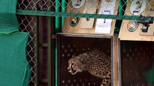 India to get more than 100 cheetahs from S.Africa