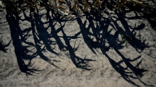 'Five years of fire': Romanian farms wilt in drought