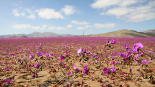 Inusuales lluvias hacen florecer el árido desierto de Atacama en Chile