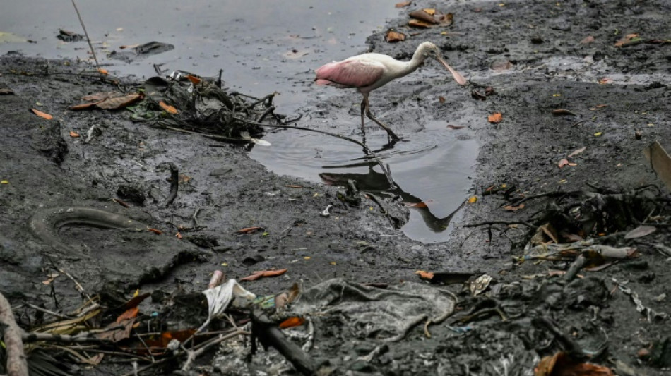 Guayaquil se lanza a una nueva cruzada para salvar a su estero moribundo 