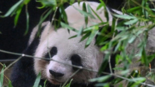 Miles de japoneses se despiden de dos pandas que regresarán a China