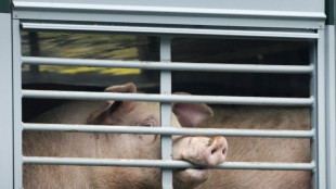 Erneut weniger Antibiotika in der Tiermedizin eingesetzt