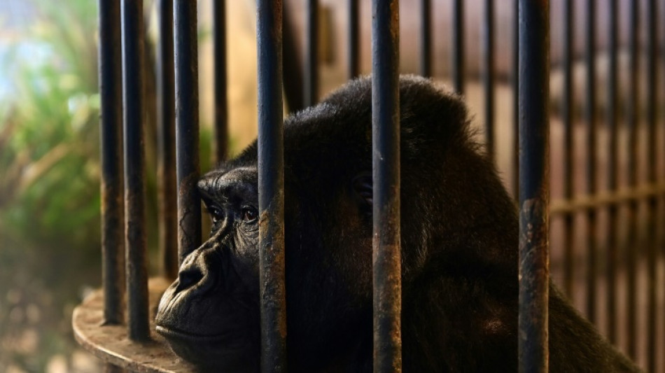 No freedom on the horizon for Bangkok 'mall gorilla'