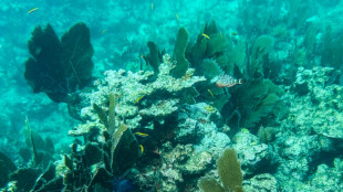 Revers pour les opposants à l'exploitation minière des fonds marins