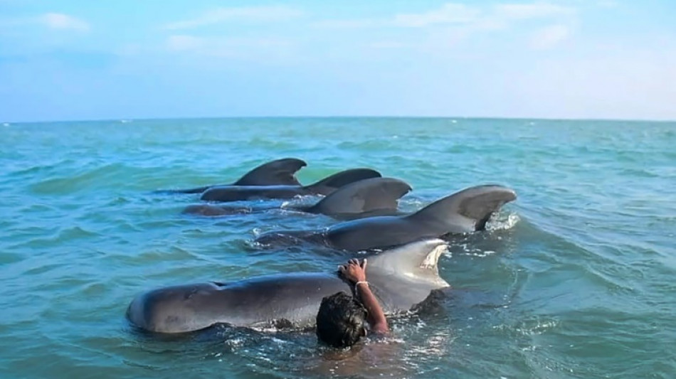 Onze baleines pilotes échouées sauvées au Sri Lanka